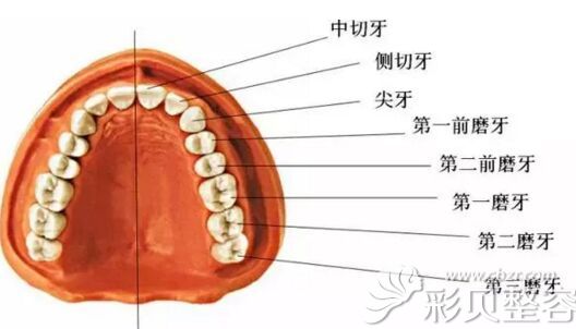 尖牙关系分为哪三种图片