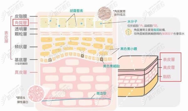 皮肤层次厚度示意图图片