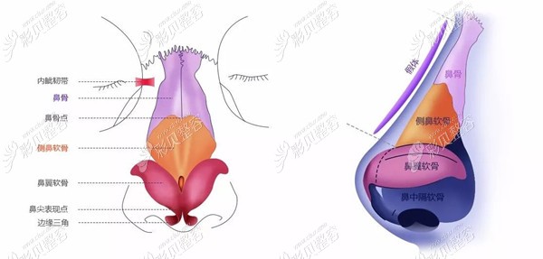 鼻部结构图