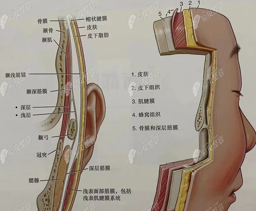 面部筋膜分布图图片