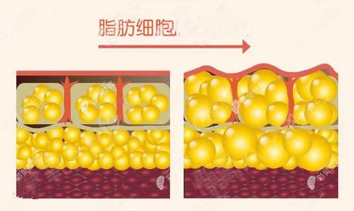 完整的脂肪细胞